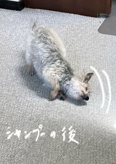 2024-05-24-rasta1