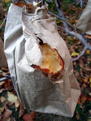 2011_12_23_bag1