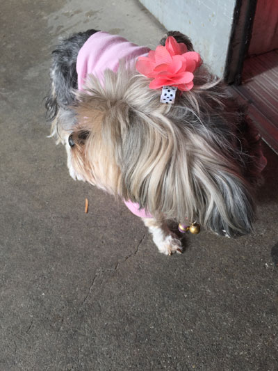 2019-01-18-dog2
