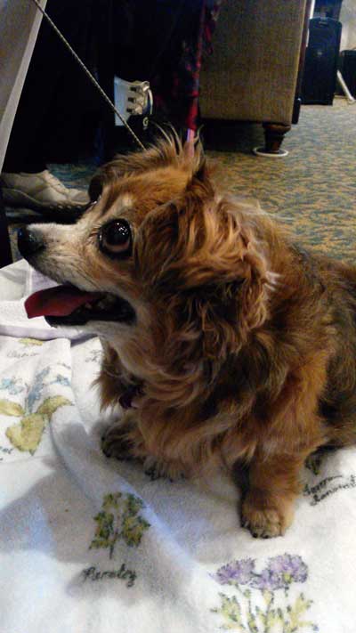 2017-08-05-dog1