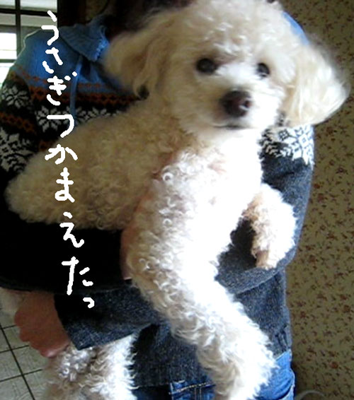 2018-01-27-chibi27