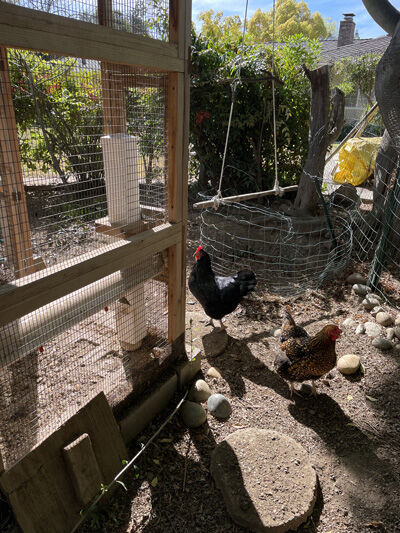 2022-04-03-hen1