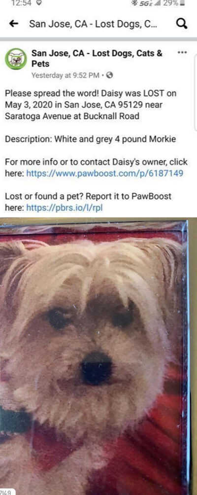 2020-05-06-morkie1