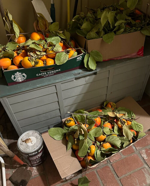 2025-12-03-hoshigaki2