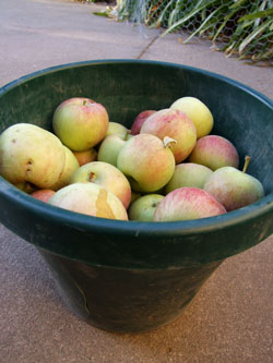 2013-08-22-apples