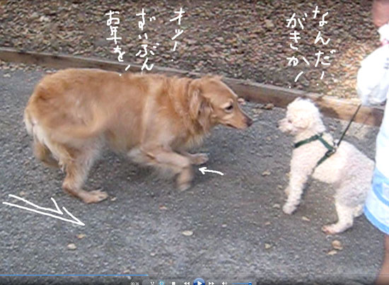 2018-01-07-dogs9