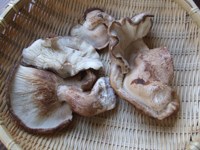 2012_02_21_mushroom