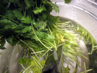 2010_08_14_firstday_cut
