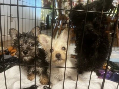 2024-01-03 Kiki with siblings (Dogma Animal Rescue)_Original