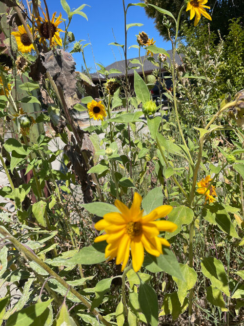 2025-09-20-natural-garden2