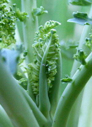 2012_07_17-kalecenter