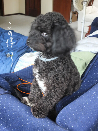 2023-02-13-oreo1