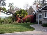 2010_01_12_orangetree6
