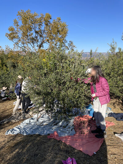 2023-11-12-olivefarm3