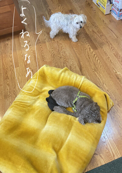 2022-05-11-judy2