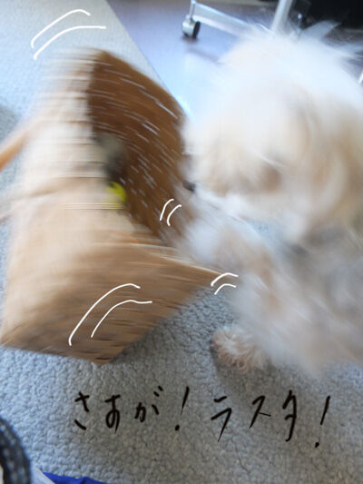 2021-02-12-rasta4