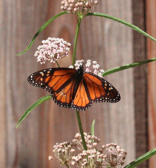 2025-07-08-monarch2