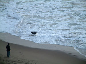 冷たい海水と犬