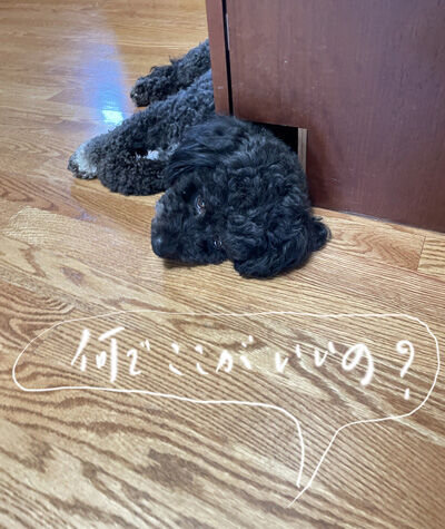 2023-07-06-oreo3