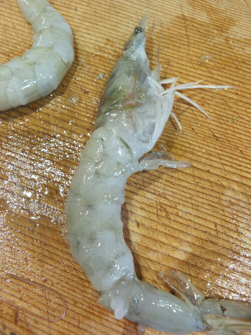 2025-12-30-shrimphead4