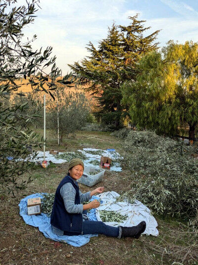 2025-02-22-olivetea4