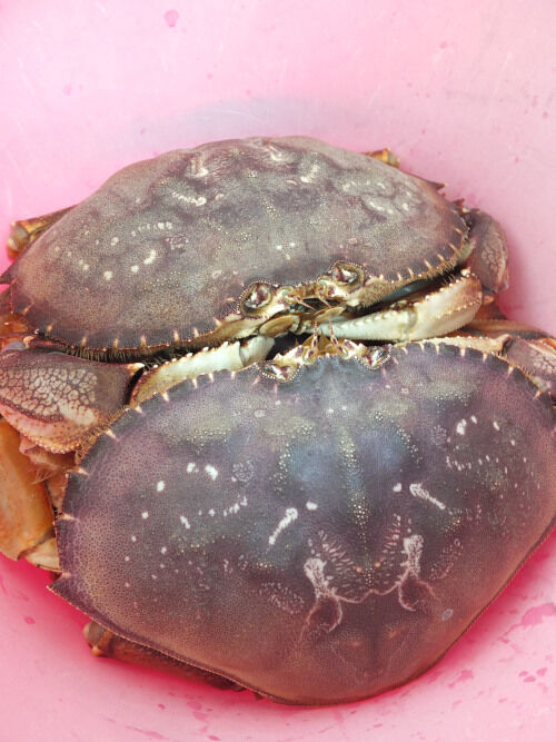 2026-01-22-crab1