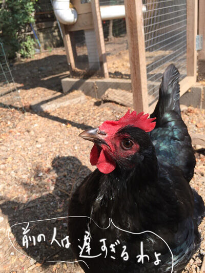 2021-08-12-chicken2