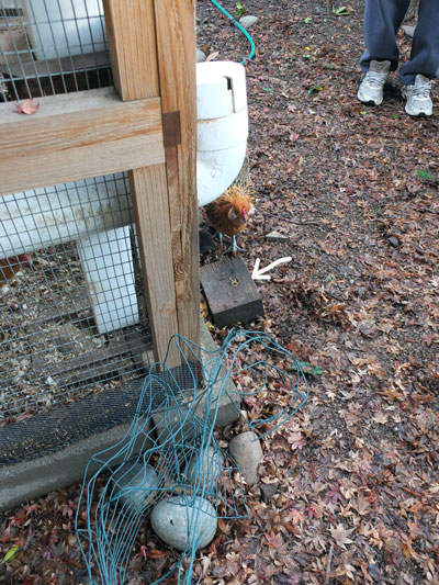 2019-12-26-hen4
