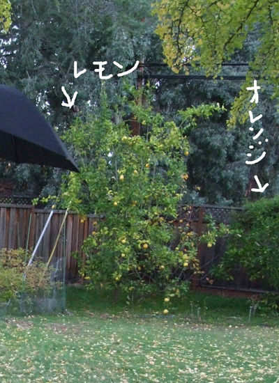 2019-06-21-yard1