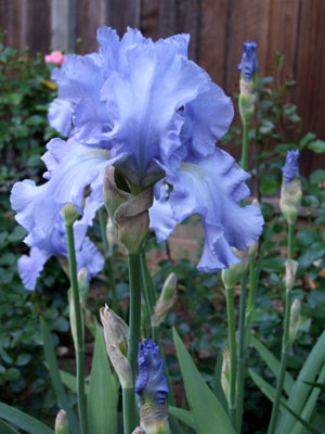 2013-04-30-iris1