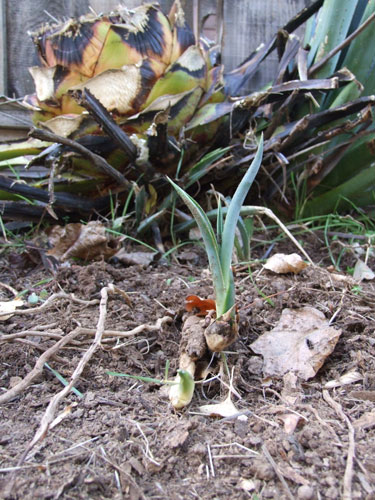 2011_11_12_weeds5