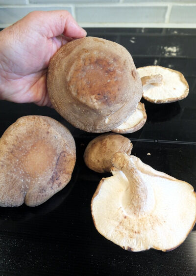 2025-06-22-shiitake2