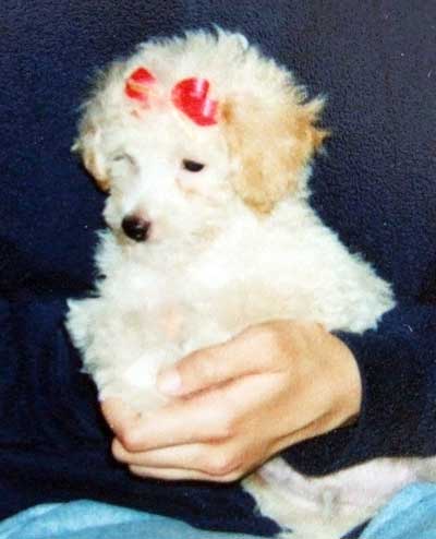 2014-10-22-chibipuppy