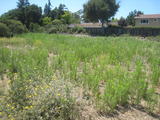 2010_07_10_weeds