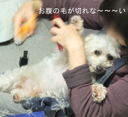 2019-03-04-rasta5