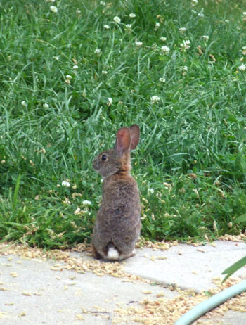 2012_04_29-rabbit