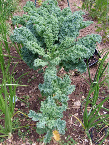 2012_05_31-kaleplants