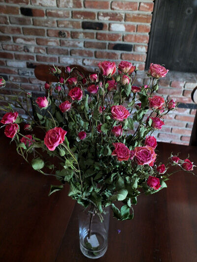2024-07-10-dryroses1