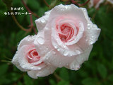 ������֥롼�ʡ�