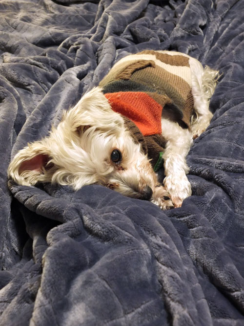 2018-11-22-rasta2