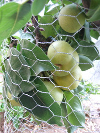 2011_08_08_pears