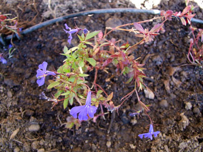 2012_02_22_lobelia2