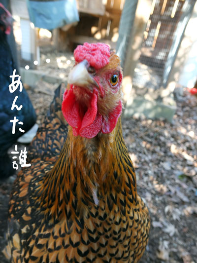 2019-12-29-hen3