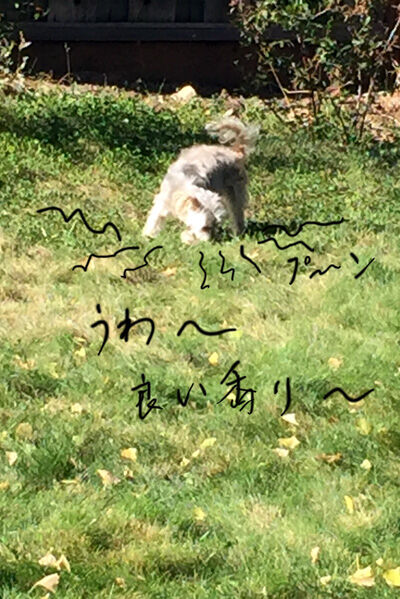 2020-11-16-rasta1