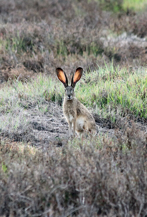 2022-04-22-rabbit