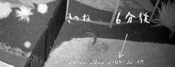 2021-10-19-rabbit6