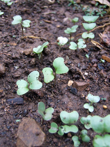 2013-06-26-kale1