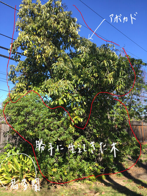 2021-02-22-tree1