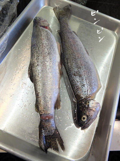 2021-05-09-trout3