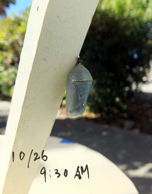 2025-10-25-monark10